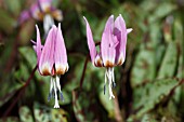 ERYTHRONIUM DENS-CANIS