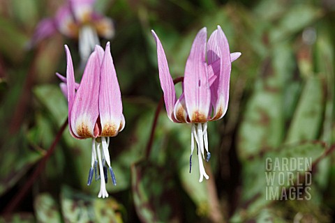 ERYTHRONIUM_DENSCANIS