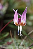 VIOLET ERYTHRONIUM DENS-CANIS