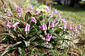 ERYTHRONIUM DENS-CANIS