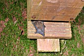 PIPESTRELLE BAT (PIPESTRELLUS PIPESTRELLUS)