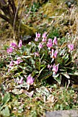 ERYTHRONIUM DENS-CANIS PLANT FLOWERING IN HEDGEROW