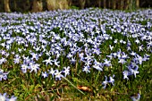 CHIONODOXA PLANTS IN FLOWER IN WOODLAND