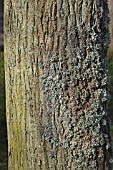 LICHEN HYPOGYMNIA PHYSODES GROWING ON NORTH FACE OF TREE TRUNK