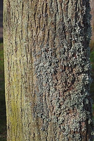 LICHEN_HYPOGYMNIA_PHYSODES_GROWING_ON_NORTH_FACE_OF_TREE_TRUNK