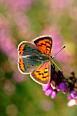 SMALL COPPER BUTTERFLY (LYCAENA PHLAEAS) ON HEATHER