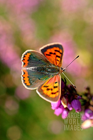 SMALL_COPPER_BUTTERFLY_LYCAENA_PHLAEAS_ON_HEATHER
