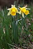 NARCISSUS PSEUDONARCISSUS