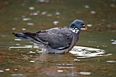 WOOD PIGEON (COLUMBA PALUMBUS) IN POOL