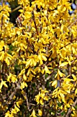 JASMINIUM NUDIFLORUM FLOWERING IN HEDGE