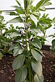 BROAD BEAN SUPER AQUADULSE PLANT FLOWERING IN POLY TUNNEL