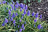 MUSCARI ARMENICUM