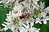 HOVERFLY (VOLUCELLA ZONARIS)