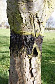 A BAND OF GREASE TO FRUIT TREE TRUNKS TO PROTECT FROM CODLING MOTH