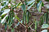 SUDDEN OAK DEATH (PHYTOPHTHORA KERNOVIAE) ARIEL DIEBACK ON RHODODENDRON