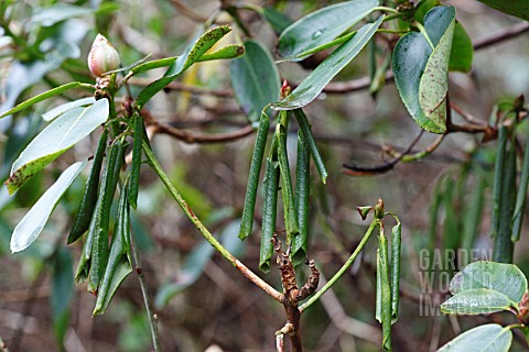 SUDDEN_OAK_DEATH_PHYTOPHTHORA_KERNOVIAE_ARIEL_DIEBACK_ON_RHODODENDRON