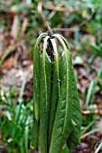 SUDDEN OAK DEATH (PHYTOPHTHORA KERNOVIAE) ARIEL DIEBACK ON RHODODENDRON