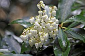 PIERIS FORMOSA WAKEHURST