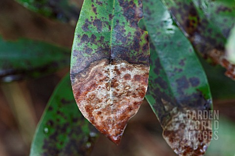 PHYTOPHTHORA_KERNOVIAE_LEAF_TIP_NECROSIS_ON_RHODODENDRON