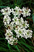 HOVERFLY (VOLUCELLA ZONARIS)ON FOOLS PARSLEY (AETHUSA CYNAPIUM)