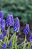 MUSCARI ARMENIACUM