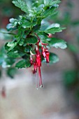 RIBES SPECIOSUM