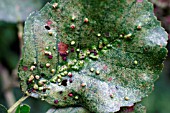 NAIL GALL ON ALDER (ALNUS) LEAF