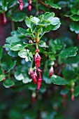 RIBES SPECIOSUM