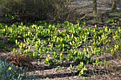 LYSICHITON AMERICANUS GROWING IN BOGGY WOODLAND AREA