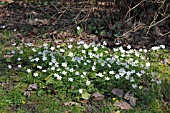 ANEMONE NEMOROSA PLANTS IN FLOWER IN WOODLAND