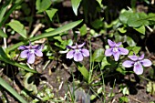 VIOLA CANINA PLANTS IN FLOWER ON WOODLAND BANK