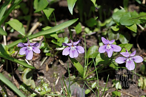 VIOLA_CANINA_PLANTS_IN_FLOWER_ON_WOODLAND_BANK
