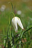 FRITILLARIA MELEAGRIS ALBA