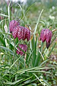 FRITILLARIA MELEAGRIS