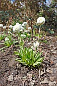 PRIMULA DENTICULATA VAR ALBA