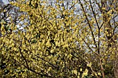 CORYLOPSIS GLABRESCENS