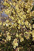 CORYLOPSIS GLABRESCENS