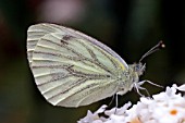 GREEN VEINED WHITE BUTTERFLY (PIERIS NAPI)