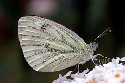GREEN_VEINED_WHITE_BUTTERFLY_PIERIS_NAPI