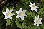 ANEMONE NEMOROSA