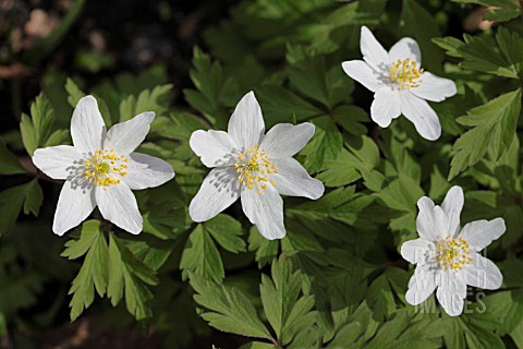 ANEMONE_NEMOROSA