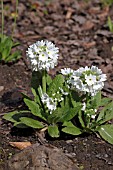 PRIMULA DENTICULATA VAR ALBA