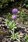 PRIMULA DENTICULATA