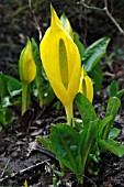 LYSICHITON AMERICANUS