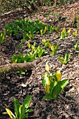 LYSICHITON AMERICANUS FLOWERING PLANTS IN WET WOODLAND