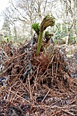 GUNNERA MATICATA PLANT IN EARLY SPRING