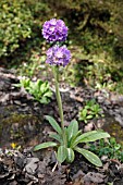 PRIMULA PRIMULA DENTICULATA