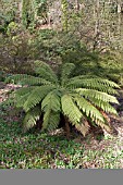 CYATHEA AUSTRALIS GROWING IN WOODLAND GLADE