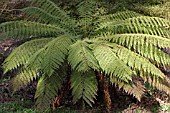 CYATHEA AUSTRALIS