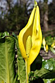 LYSICHITON AMERICANUS